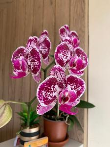 Φωτογραφία από το άλμπουμ του Hotel Los Bancos σε San Miguel de los Bancos