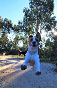 a dog is jumping in the air at Monte da Choça in São Teotónio