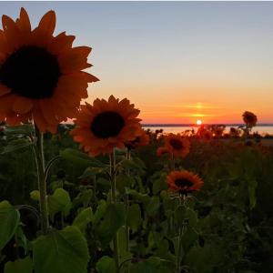 a field of sunflowers with the sunset in the background at Lägenhet Yvonne in Gränna +5 photos
