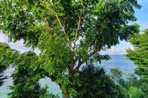 un arbre avec des feuilles en face de l'océan dans l'établissement Bellavista - Blue Lizard Studio, à Île de la Providence