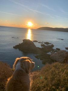 a dog sitting on a hill watching the sunset at Casa Barbara - servizi inclusi - services included in Capoliveri