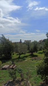 un champ avec des arbres et un banc dans l'herbe dans l'établissement La nostra casetta, à Albano Laziale