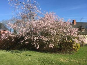 Un árbol con flores rosas en un patio en le colombier de Royaumont, en Saint-Arnoult