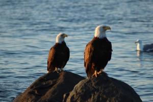 deux oiseaux assis sur des rochers près de l'eau dans l'établissement Westcoast Paradise, à Ucluelet