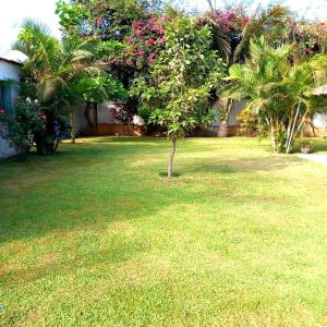 einen grünen Garten mit Palmen und einem Haus in der Unterkunft Villa Hospedaje Chanchan Cultural Lodge in Trujillo