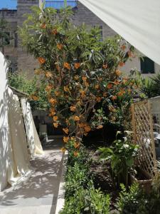 un arbre avec des fruits orangés dans un jardin dans l'établissement Casa vacanze Nonna Lina - Trapani, à Trapani