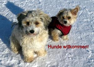 dois cães estão de pé na neve em B5 Albmatte-FEWO Sauna, Hallenbad Außenbecken Massagen nebenan em Menzenschwand-Hinterdorf