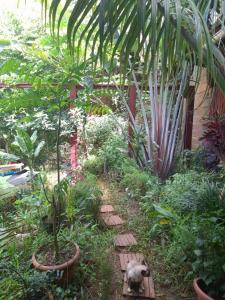 a garden with some plants and a path at Studio de jardin - Chez Amex et Fla in Mamoudzou