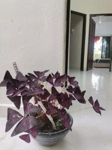 una planta púrpura en una olla sentada en el suelo en EBH INN, en Melaka