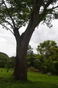 drzewo pośrodku pola trawy w obiekcie Un paraíso a 30 minutos de Medellín. w mieście San Jerónimo