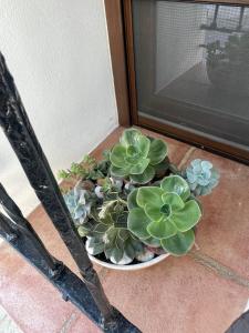 una planta en un tazón blanco en un porche en La casita del Fresnillo, en Benalauría