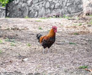 un pollo parado en el suelo en un campo en Casa rural Bejeque en Teror