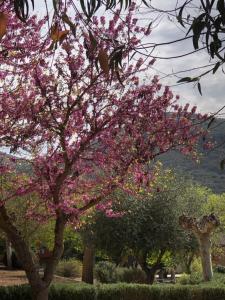 a group of trees with pink flowers on them at El Granado in Piedrabuena