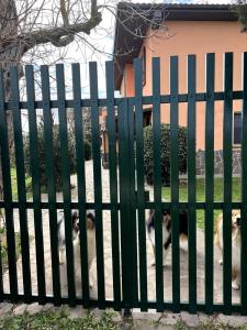 twee honden die achter een groen hek liggen bij Loc.Cioccaie in Grosseto