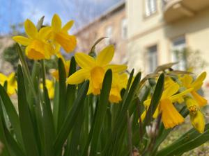 a bunch of yellow flowers in front of a building at Aurelia Rooms in Mostar