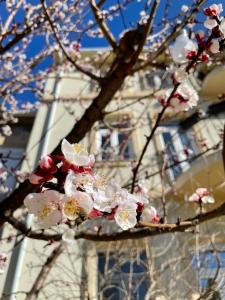 un arbre aux fleurs roses devant un bâtiment dans l'établissement Aurelia Rooms, à Mostar