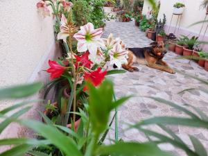 Zahrada ubytování Vila Kodra