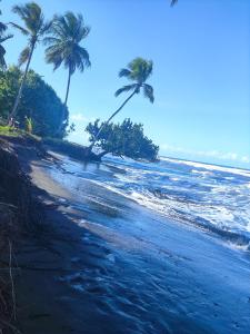 a beach with palm trees and the ocean at Cabañas Daneysha in Tortuguero