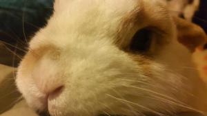 a close up of the face of a white rabbit at Pakington Ensuite homestay in Westport