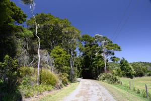 uma estrada de terra no meio de uma floresta em The Hen House em Kaipara Flats