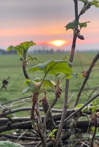 una nuova pianta in un albero con il tramonto sullo sfondo di B&B De Pauw - Country Home Cooking a Graft