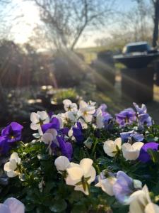 Un mazzo di fiori viola e bianchi in un giardino di B&B De Pauw - Country Home Cooking a Graft