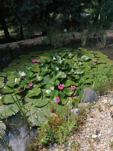 a pond with green lily pads and pink flowers at Ferien auf dem Land in Horka