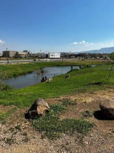 a group of animals laying on the grass next to a river at מעיין על הנחל - נופש בקיבוץ in Hagoshrim