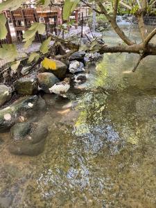 un grupo de aves sentadas sobre rocas en el agua en מעיין על הנחל - נופש בקיבוץ en HaGosherim