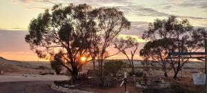 un árbol en el desierto con la puesta de sol en el fondo en Down to Erth B&B, en Coober Pedy