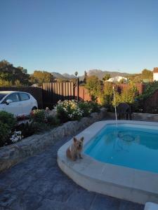 un gato sentado junto a una piscina en Vivienda Rural Sierra de Cádiz, Cabeza del Rey en Prado del Rey