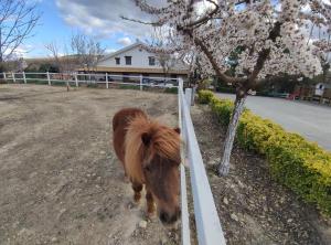 a small pony standing next to a fence at Los Laureles Casa Rural in Urda