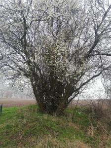 a tree with white flowers on it in a field at Strandhaus in Neubukow