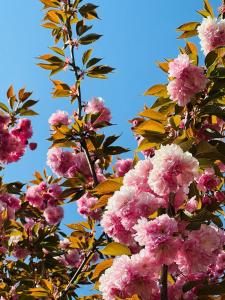 un ramo de flores rosas en un árbol en Cascina Tornara, ritorno alle origini monferrine en Ozzano Monferrato