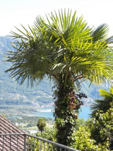 ゴルドラにあるCasa Solariaの椰子の木
