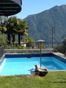 a swimming pool with a view of a mountain at Casa Solaria in Gordola