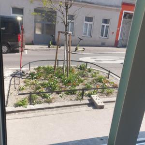 Ein Baum mitten in einer Straße in der Unterkunft Weißes Appartement in Wien + 19 Fotos