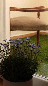 um vaso de plantas com flores azuis na frente de uma cadeira em Mariluna em Modugno