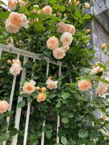 Zahrada ubytování 一組貸切宿 岡村 弐番館 limited to 1group per day 一棟まるまる貸切