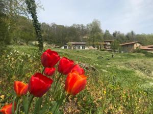 un grupo de tulipanes rojos en un campo en Nutrilamente country house, en Robella