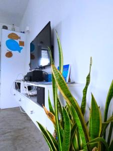 a plant in front of a desk with a computer at Cozy house for Kite & windsurfers (Le Morne) in Le Morne