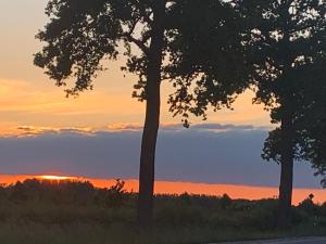 two trees in a field with the sunset in the background at R&M in Kortessem