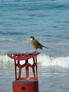 un pájaro sentado en la cima de un puesto en la playa en Maison de Vacances, en Locronan