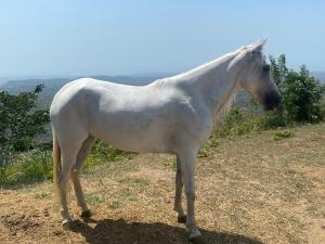 a white horse standing on top of a field at Ecohotel La Reserva in Piojó