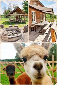 Eine Collage mit vier Bildern mit einem Lama und einem Haus in der Unterkunft SARNOGRÓD - Agroturystyka z alpakami in Babięta