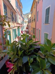a view of an alley with buildings and a plant at Il Balconcino sul carugio in Monterosso al Mare