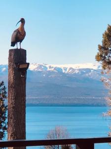a bird sitting on top of a tree at Casita del Arbol Santa Clara in San Carlos de Bariloche