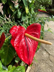 a red flower on a plant in a pot at Eeshani Guest Inn in Ella