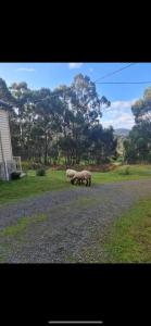 tres ovejas de pie en medio de una carretera en Jo’s Farmhouse B&B, en Geeveston