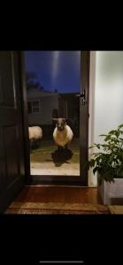 a view of a door with a sheep standing outside at Jo’s Farmhouse B&B in Geeveston